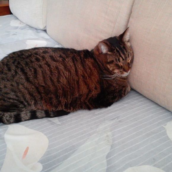 cocodai